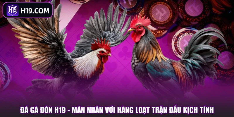 Đá Gà H19 | Khám Phá Sảnh Chơi Và Các Kiểu Cược Hot - slotpioneer88.surf