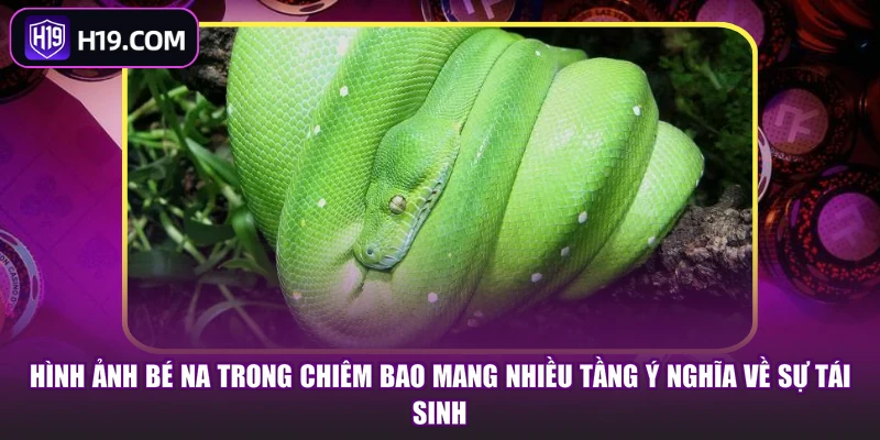 Mơ Thấy Rắn - Bật Mí Điềm Báo Ẩn Sau Giấc Chiêm Bao - slotpioneer88.surf