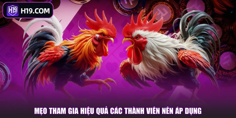 Đá Gà Đòn - Sân Chơi Hấp Dẫn, Cược Thắng Lớn Tại H19 - slotpioneer88.surf